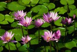 water-lilies